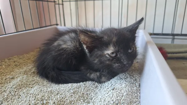 Kot do adopcji, Orzechowce, 3 września 2025 (1/2)