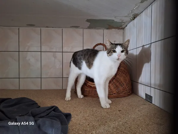 Kot do adopcji, Orzechowce, 26 sierpnia 2025 (1/4)