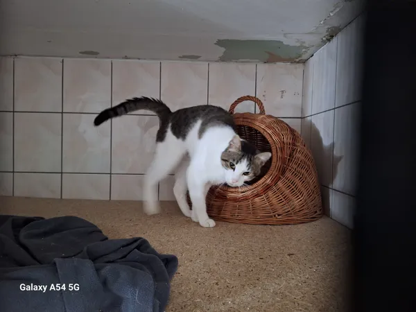 Kot do adopcji, Orzechowce, 26 sierpnia 2025 (3/4)