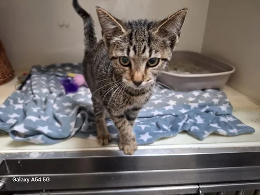 Kot do adopcji, Orzechowce, 22 sierpnia 2025 (1/4)