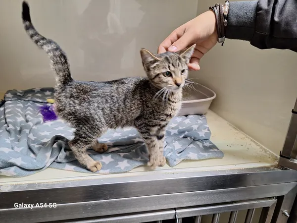 Kot do adopcji, Orzechowce, 22 sierpnia 2025 (2/4)