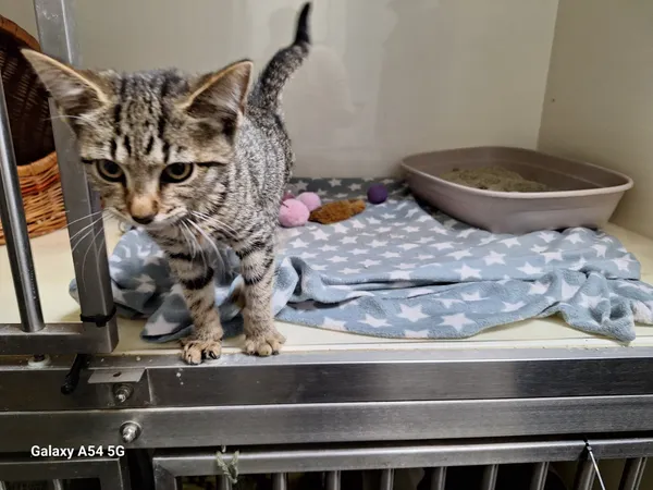 Kot do adopcji, Orzechowce, 22 sierpnia 2025 (3/4)