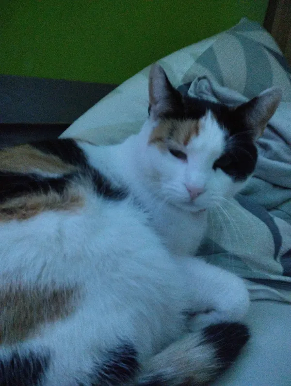 Zaginął kot, Warszawa, Bródno, 10 września 2025 (1/4)