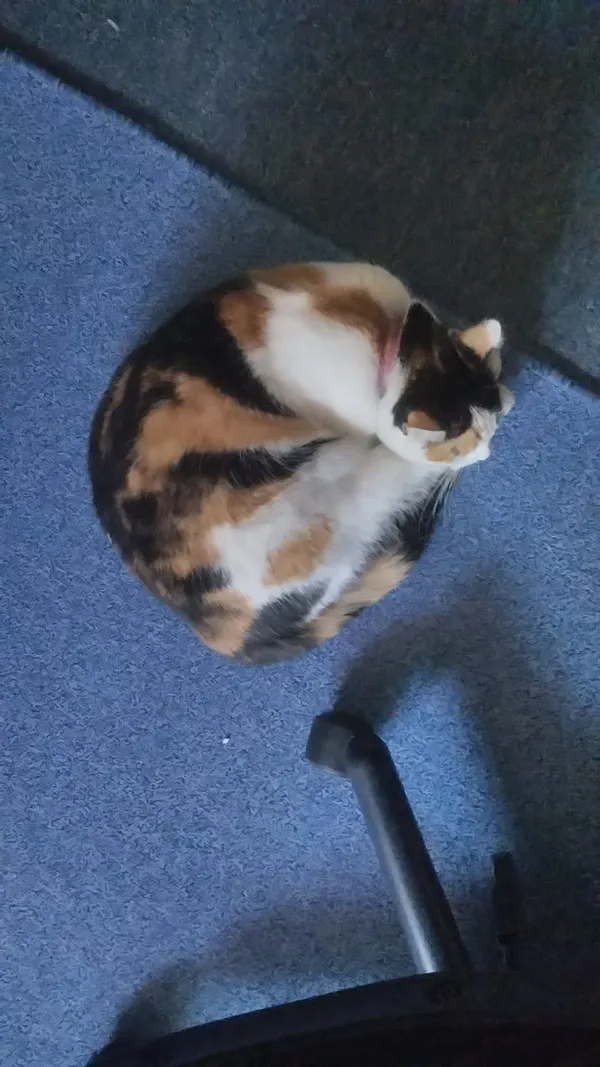 Zaginął kot, Warszawa, Bródno, 10 września 2025 (3/4)