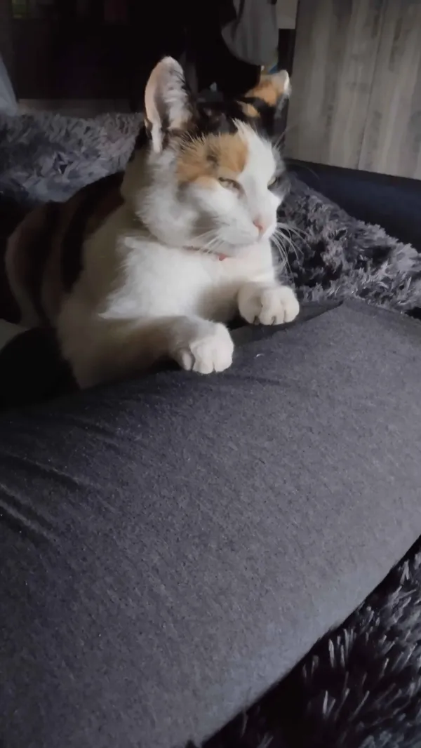 Zaginął kot, Warszawa, Bródno, 10 września 2025 (4/4)