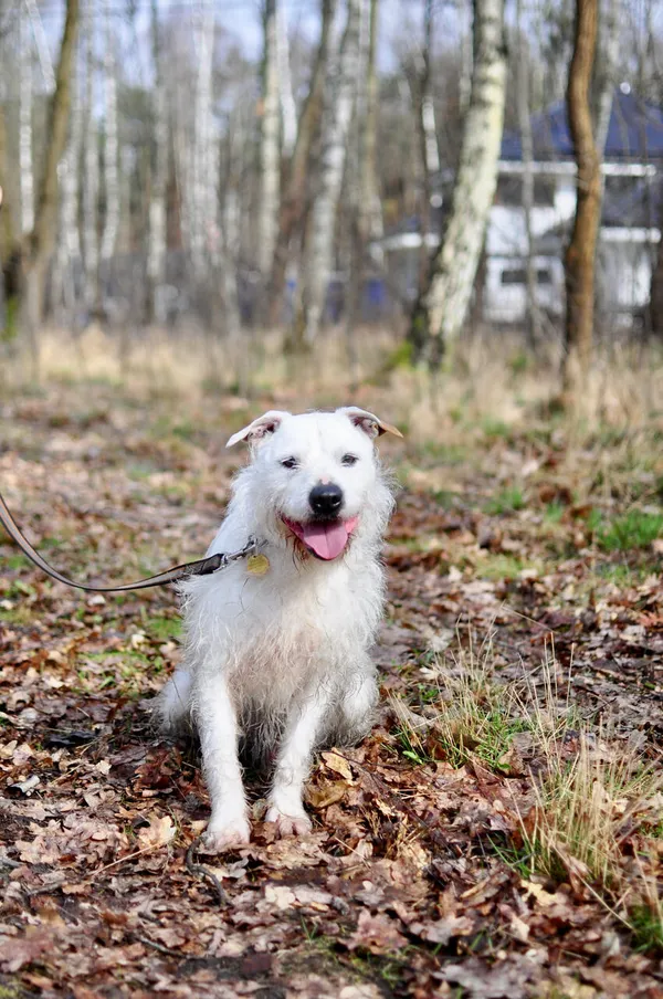 Oddam psa, Warszawa, Jelonki Południowe, 10 września 2025 (1/5)