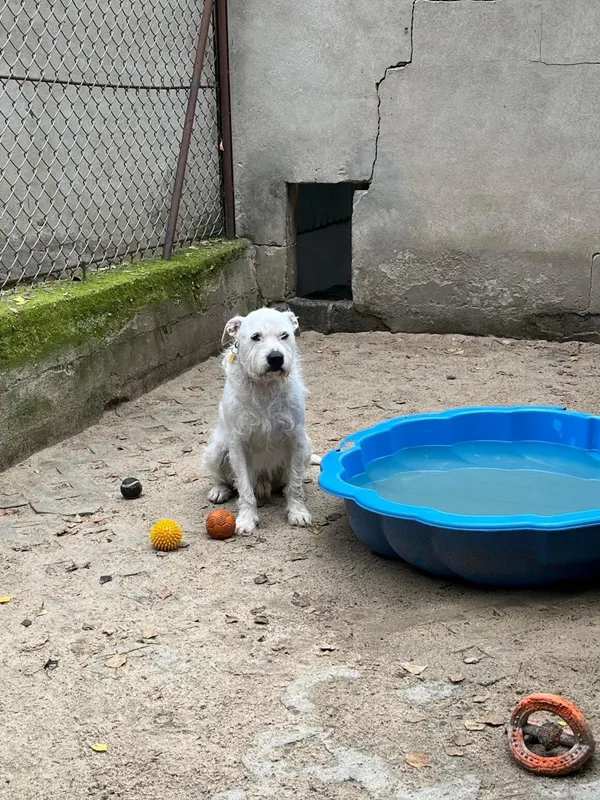 Oddam psa, Warszawa, Jelonki Południowe, 10 września 2025 (5/5)