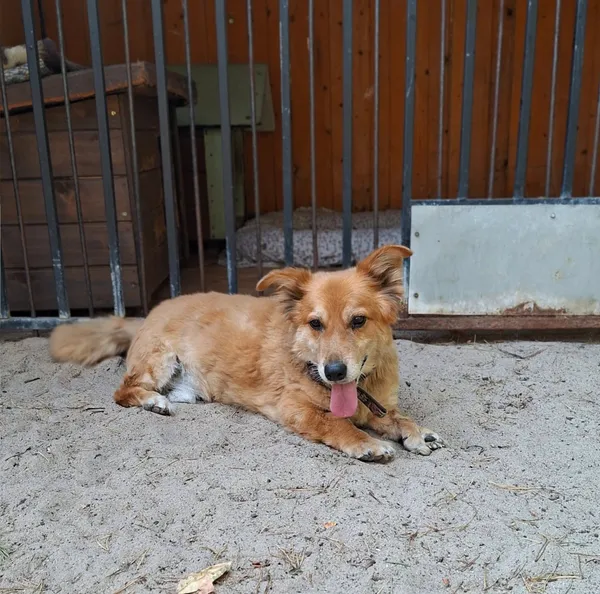 Oddam psa, Warszawa, Chrzanów, 10 września 2025 (1/6)