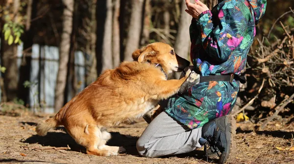 Oddam psa, Warszawa, Chrzanów, 10 września 2025 (2/6)