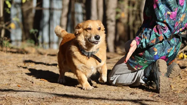 Oddam psa, Warszawa, Chrzanów, 10 września 2025 (3/6)