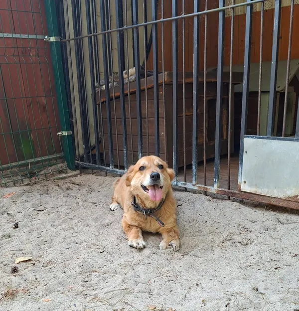 Oddam psa, Warszawa, Chrzanów, 10 września 2025 (4/6)