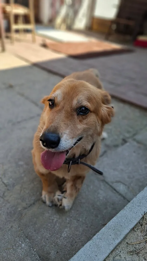 Oddam psa, Warszawa, Chrzanów, 10 września 2025 (5/6)