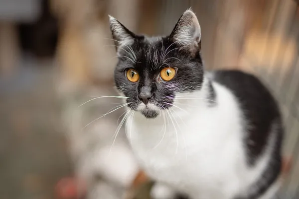 Kot do adopcji, Częstochowa, 10 kwietnia 2025 (1/5)