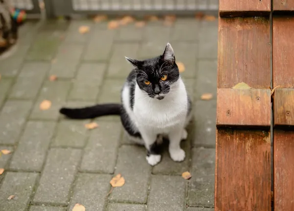 Kot do adopcji, Częstochowa, 10 kwietnia 2025 (2/5)