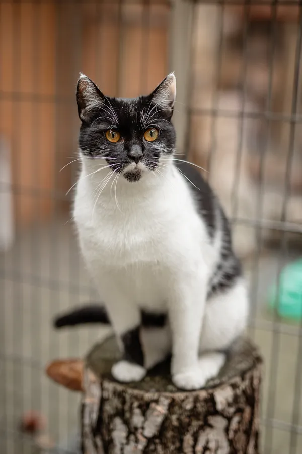 Kot do adopcji, Częstochowa, 10 kwietnia 2025 (3/5)