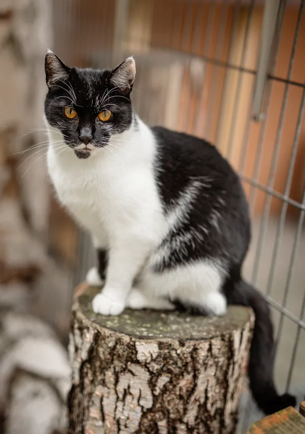 Kot do adopcji, Częstochowa, 10 kwietnia 2025 (5/5)