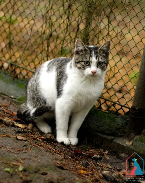 Kot do adopcji, Grudziądz, 12 sierpnia 2025 (1/5)