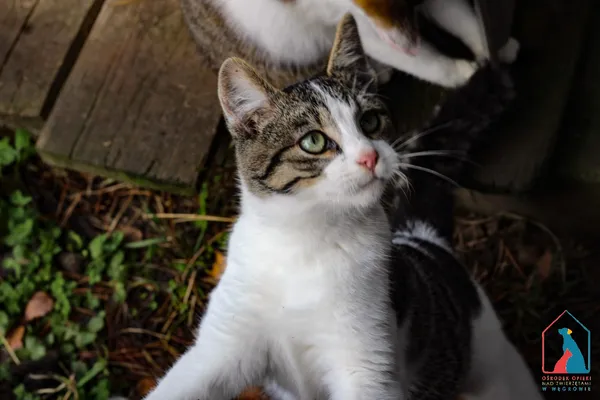 Kot do adopcji, Grudziądz, 12 sierpnia 2025 (3/5)