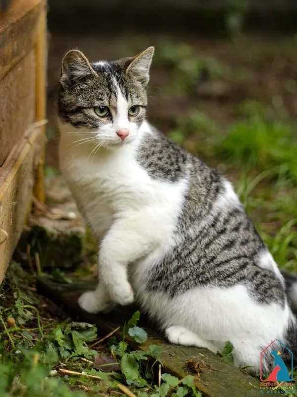 Kot do adopcji, Grudziądz, 12 sierpnia 2025 (4/5)