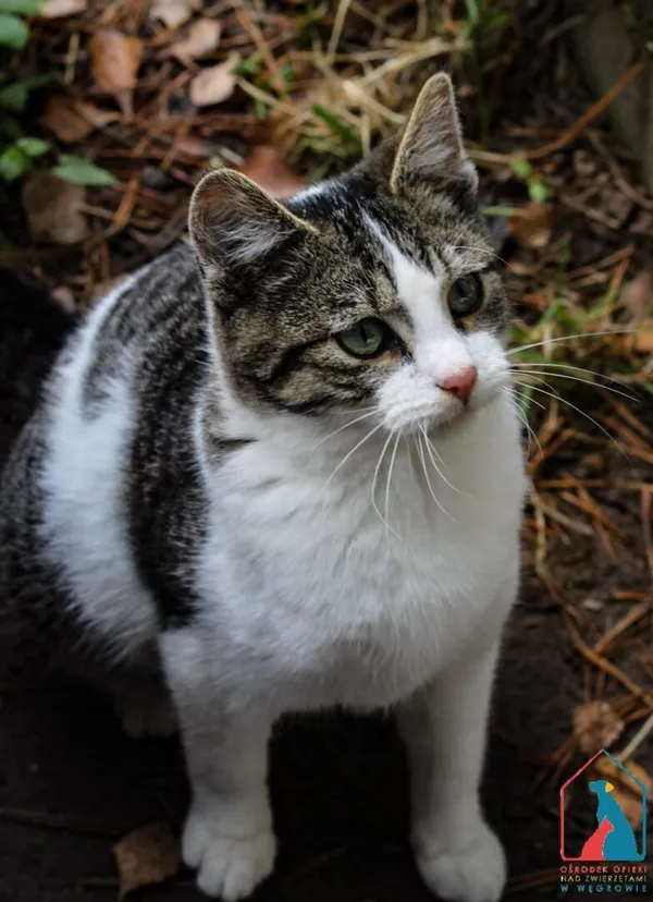 Kot do adopcji, Grudziądz, 12 sierpnia 2025 (5/5)