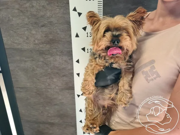 Znaleziono psa, Chełmek, 10 września 2025