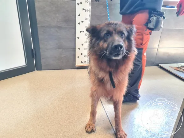 Znaleziono psa, Chełmek, 9 września 2025