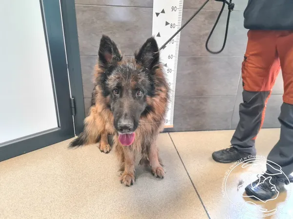 Znaleziono psa, Chełmek, 9 września 2025