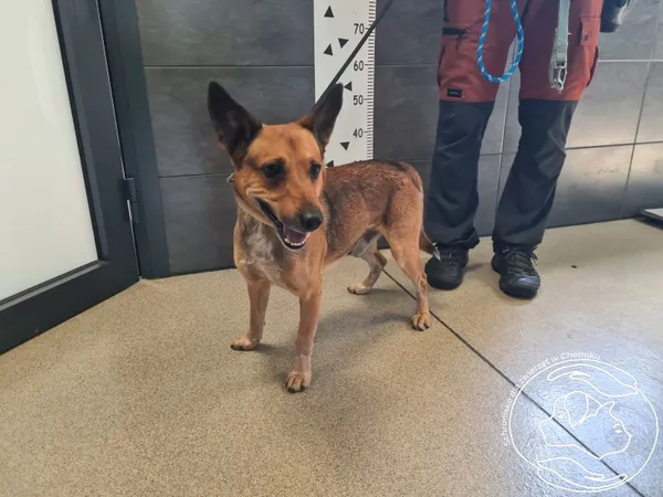 Znaleziono psa, Chełmek, 9 września 2025