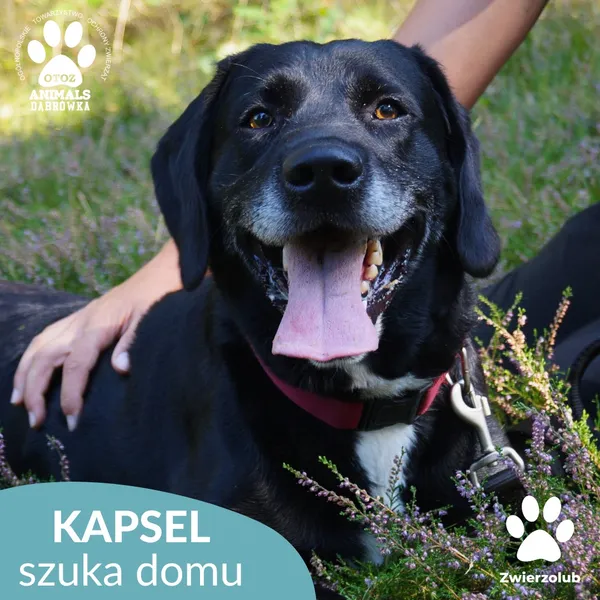 Pies do adopcji, Dąbrówka, 10 września 2025 (1/4)