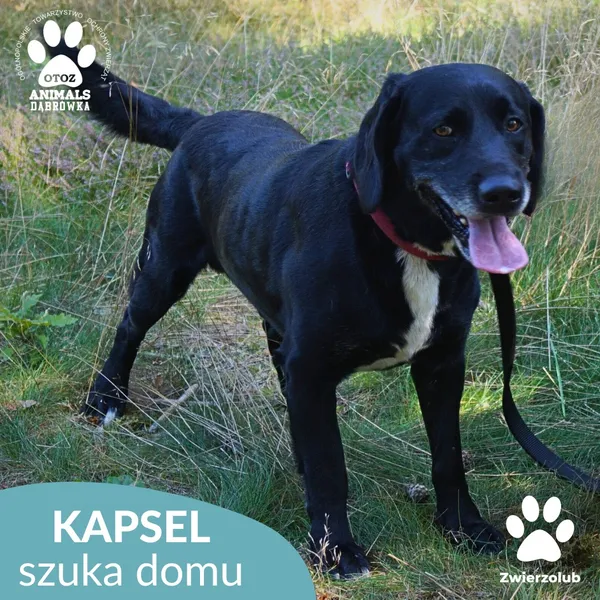 Pies do adopcji, Dąbrówka, 10 września 2025 (2/4)