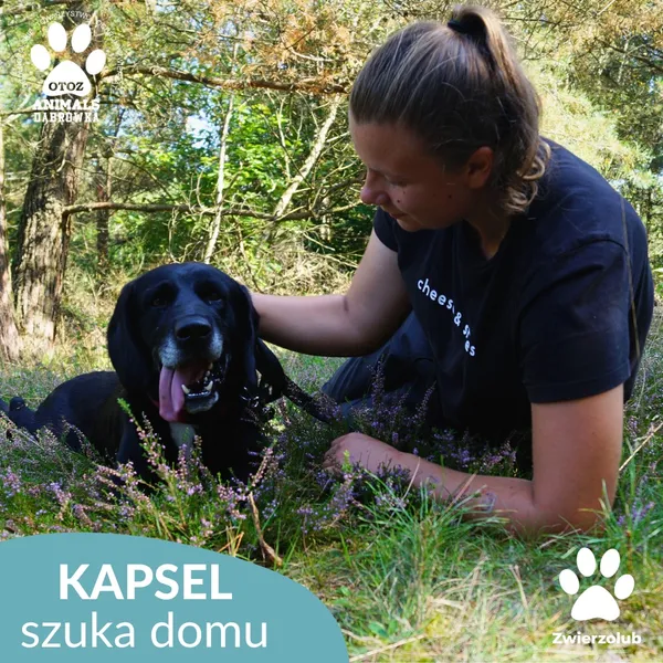 Pies do adopcji, Dąbrówka, 10 września 2025 (3/4)