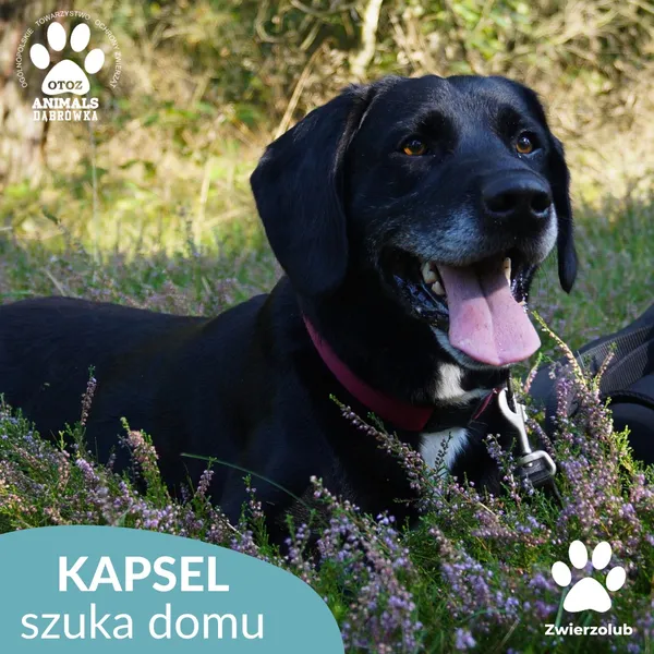 Pies do adopcji, Dąbrówka, 10 września 2025 (4/4)