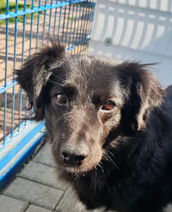 Pies do adopcji, Tychy, 18 sierpnia 2025