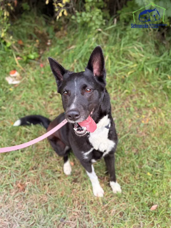 Pies do adopcji, Szczecin, 10 września 2025 (1/4)