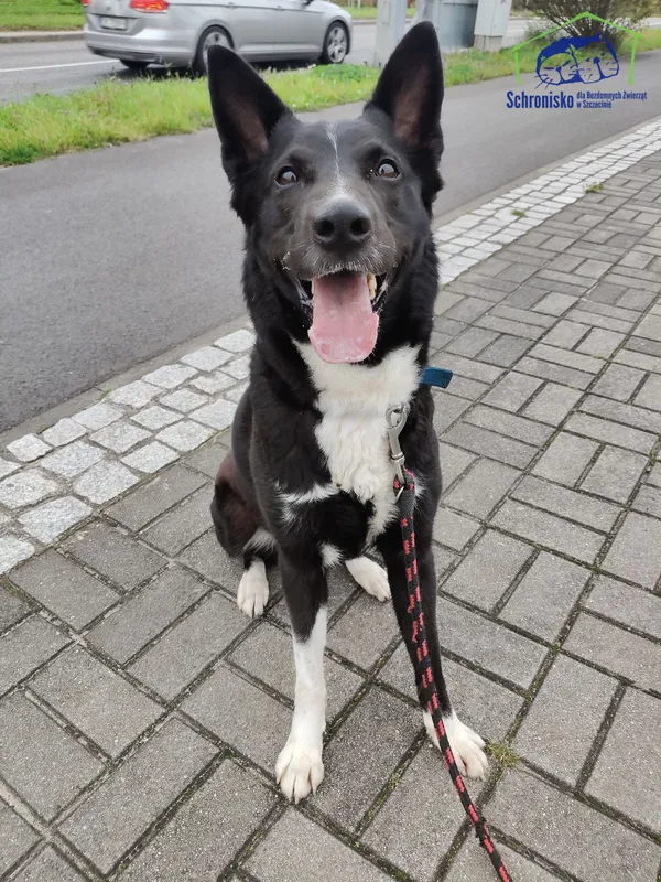 Pies do adopcji, Szczecin, 10 września 2025 (2/4)