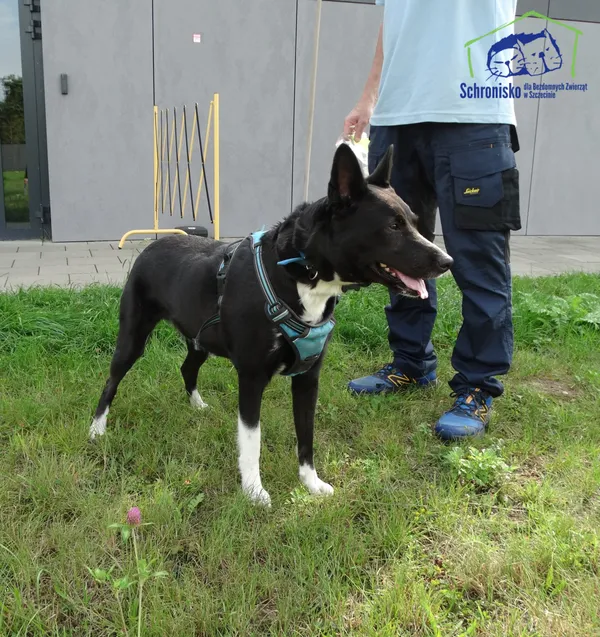 Pies do adopcji, Szczecin, 10 września 2025 (4/4)