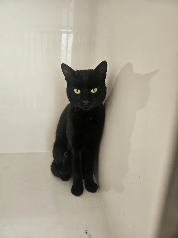 Kot do adopcji, Orzechowce, 9 września 2025 (2/2)