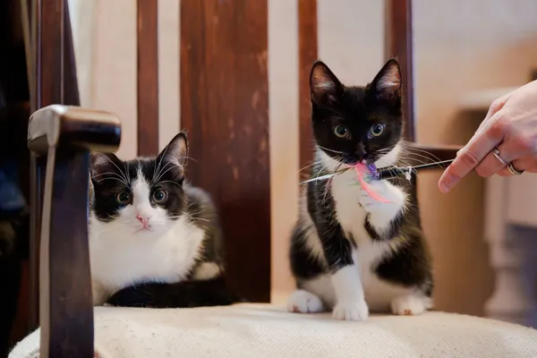 Kot do adopcji, Zgierz, 9 września 2025 (1/5)