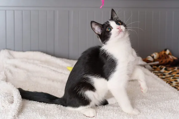 Kot do adopcji, Zgierz, 9 września 2025 (3/5)