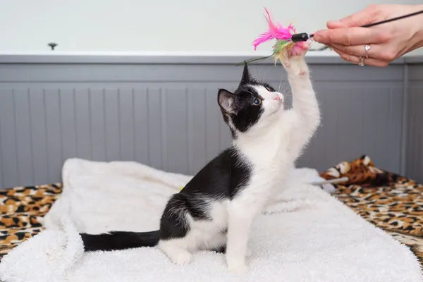 Kot do adopcji, Zgierz, 9 września 2025 (4/5)