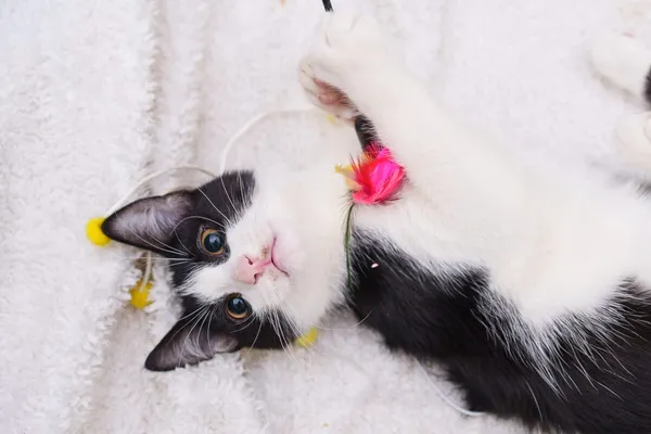 Kot do adopcji, Zgierz, 9 września 2025 (5/5)