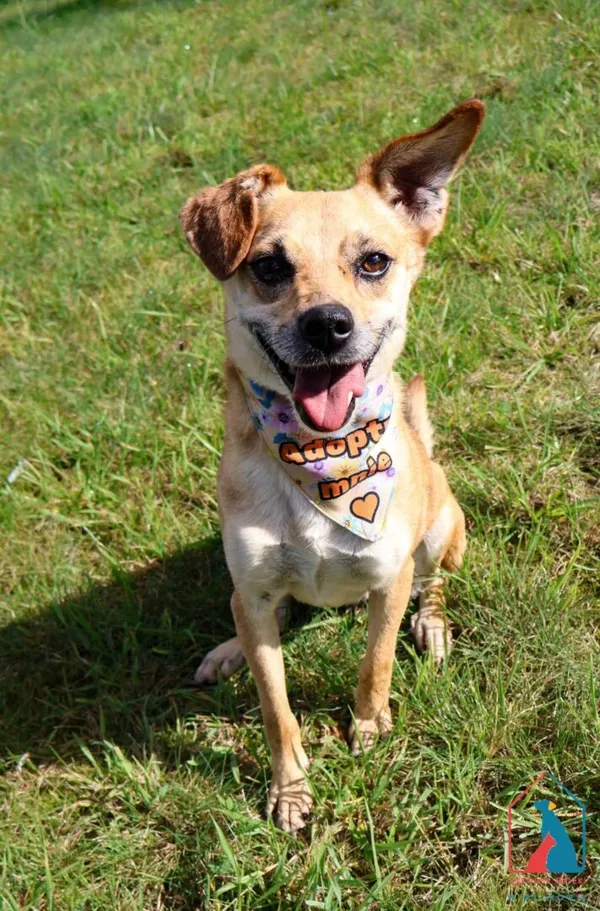 Pies do adopcji, Grudziądz, 19 sierpnia 2025 (1/5)