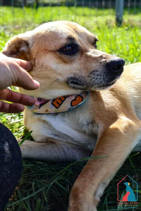 Pies do adopcji, Grudziądz, 19 sierpnia 2025 (3/5)