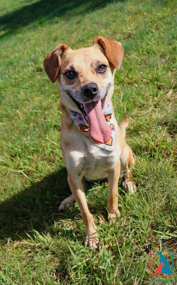 Pies do adopcji, Grudziądz, 19 sierpnia 2025 (4/5)