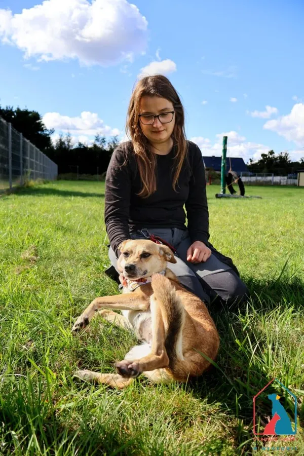 Pies do adopcji, Grudziądz, 19 sierpnia 2025 (5/5)