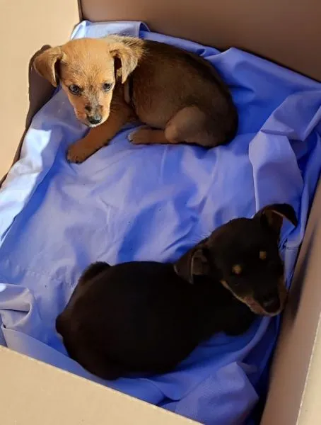 Znaleziono psa, Radom, 8 września 2025