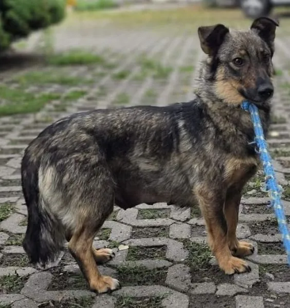 Znaleziono psa, Radom, 8 września 2025