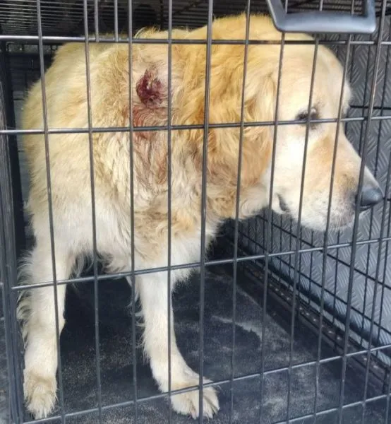 Znaleziono psa, Radom, 6 września 2025