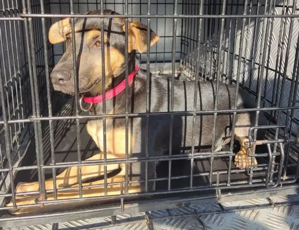 Znaleziono psa, Radom, 4 września 2025