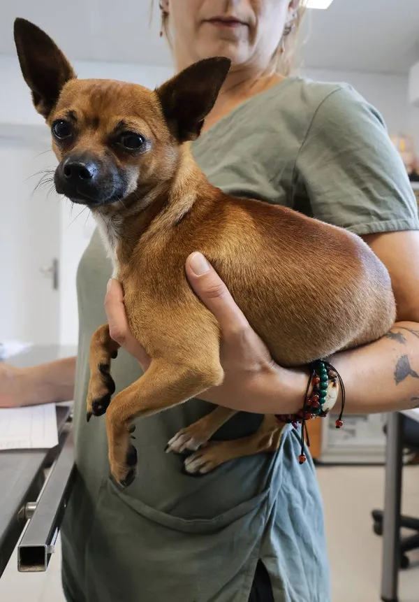 Znaleziono psa, Łódź, 10 września 2025 (1/2)